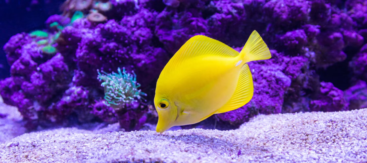 How to Cycle Your Aquarium Tank